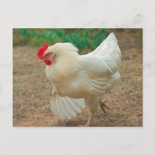 Funky Chicken Hen Hy Line Silver Brown Postkarte (Vorderseite)
