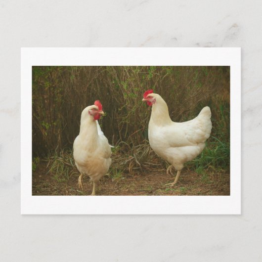 Funky Chicken Hen Hy Line Silver Brown Postkarte (Vorderseite)