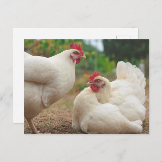 Funky Chicken Hen Hy Line Silver Brown Postkarte (Vorne/Hinten)