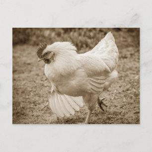 Funky Chicken Hen Hy Line Silver Brown Postkarte