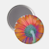 Funky Gerbera Magnet (Vorderseite/Rückseite)