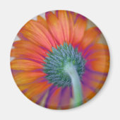 Funky Gerbera Magnet (Vorne)
