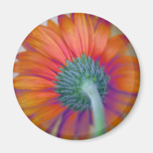 Funky Gerbera Magnet