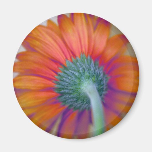 Funky Gerbera Magnet (Vorne)