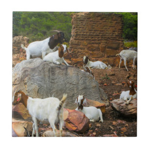 Funky Goats Ginger White Stehend Walking Fliese