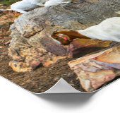 Funky Goats Ginger White Stehend Walking Poster (Ecke)