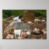 Funky Goats Ginger White Stehend Walking Poster (Vorne)