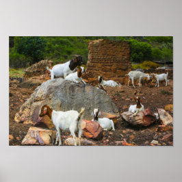 Funky Goats Ginger White Stehend Walking Poster