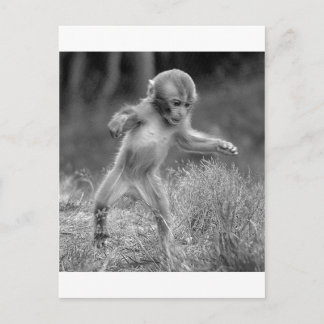 Funky Little Monkey Postkarte