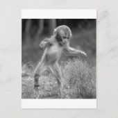 Funky Little Monkey Postkarte (Vorderseite)