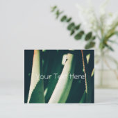 Funky Pale Green Aloe Pflanze Postcard Postkarte (Stehend Vorderseite)
