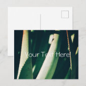 Funky Pale Green Aloe Pflanze Postcard Postkarte (Vorne/Hinten)