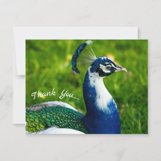 Funky Peacock Flat Danke Karte (Vorderseite)