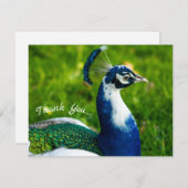 Funky Peacock Flat Danke Karte (Vorne/Hinten)