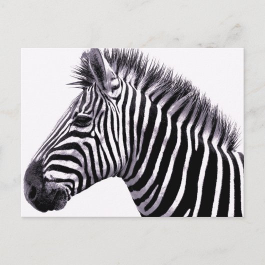 Funky Zebra Postcard Postkarte (Vorderseite)