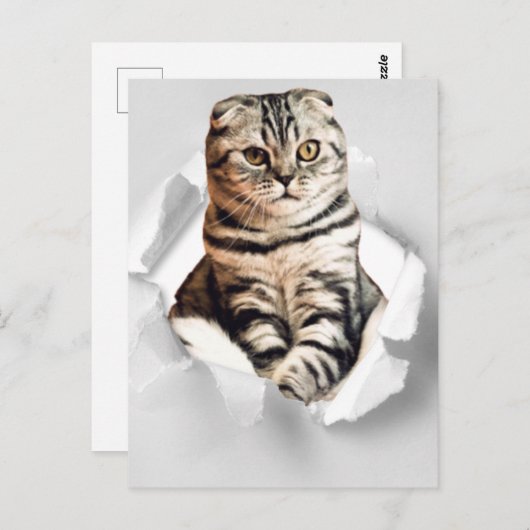 Funny 3d Grafik Cat zerrissene Papier Illustration Postkarte (Vorne/Hinten)