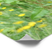 Funny Aberdeen Angus Cow Poster Print (Ecke)