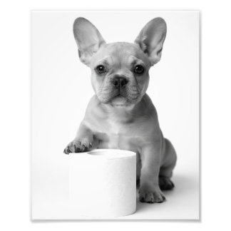 Funny Aesthetic French Bulldog Toilet Paper Photo Fotodruck