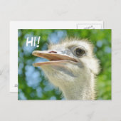 Funny African Ostrich - Hi Postcard Postkarte (Vorne/Hinten)
