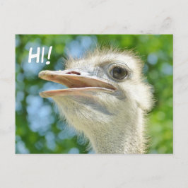 Funny African Ostrich - Hi Postcard Postkarte