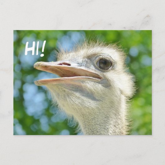 Funny African Ostrich - Hi Postcard Postkarte (Vorderseite)