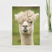 Funny Alpaca Geburtstagskarte Karte (Vorderseite)