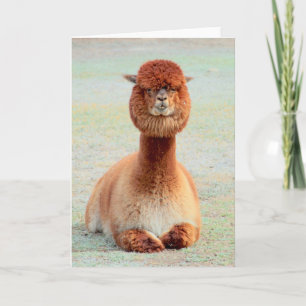 Funny Alpaca Grußkarte Karte