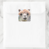 Funny Alpaca Llama Don't Touch I Spit Quadratischer Aufkleber (Tasche)