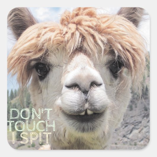 Funny Alpaca Llama Don't Touch I Spit Quadratischer Aufkleber (Vorderseite)