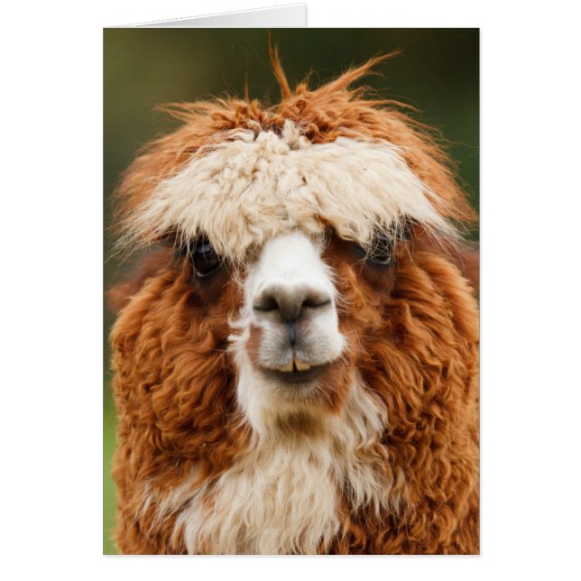 Funny alpaca mit großen Zähnen (Vorne)