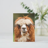 Funny alpaca mit großen Zähnen Postkarte (Stehend Vorderseite)