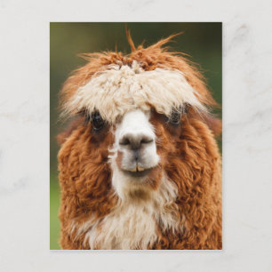 Funny alpaca mit großen Zähnen Postkarte