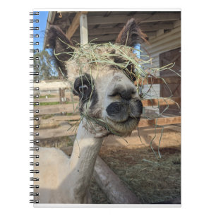 Funny Alpaca Notebook Notizblock