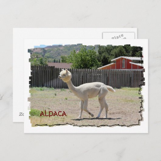 Funny Alpaca Postcard Postkarte (Vorne/Hinten)