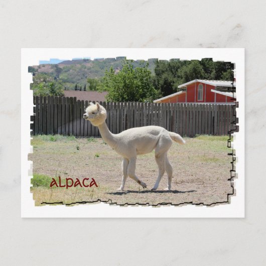 Funny Alpaca Postcard Postkarte (Vorderseite)