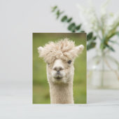Funny Alpaca Postkarte (Stehend Vorderseite)