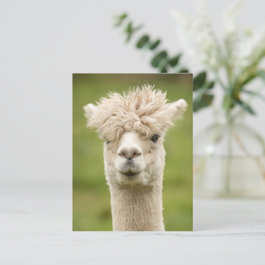 Funny Alpaca Postkarte (Stehend Vorderseite)