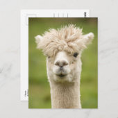 Funny Alpaca Postkarte (Vorne/Hinten)