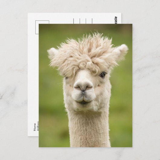 Funny Alpaca Postkarte (Vorne/Hinten)