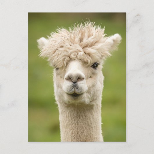 Funny Alpaca Postkarte (Vorderseite)