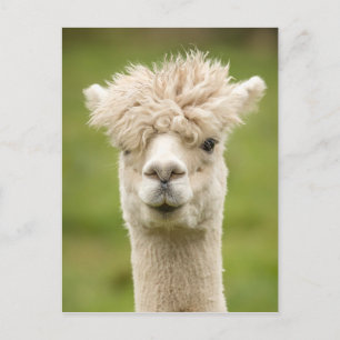 Funny Alpaca Postkarte