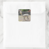 Funny Alpaca Sticker (Tasche)