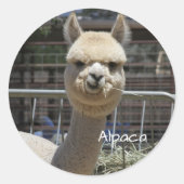 Funny Alpaca Sticker (Vorderseite)