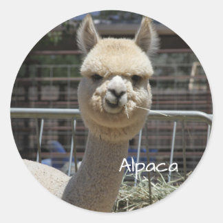 Funny Alpaca Sticker