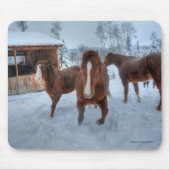 Funny Amour Stallion und Reluctant Mare Horses Mousepad (Vorne)