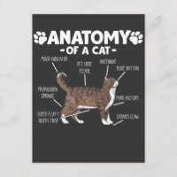 Funny Anatomy a Cat Niedlich Kitty Lover Pet Besit