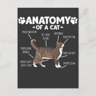 Funny Anatomy a Cat Niedlich Kitty Lover Pet Besit Postkarte