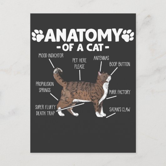 Funny Anatomy a Cat Niedlich Kitty Lover Pet Besit Postkarte (Vorderseite)