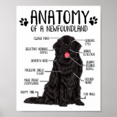 Funny Anatomy Newfoundland Dog Cute Newfie Lover Poster (Vorne)