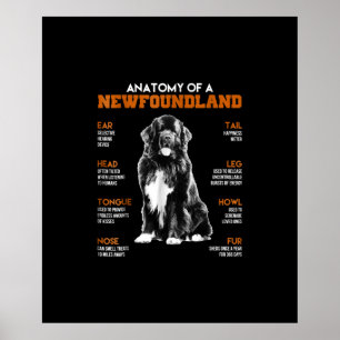 Funny Anatomy of a Newfundland Hunde Poster
